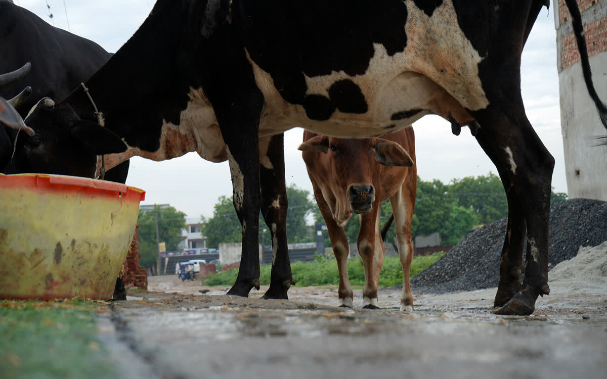 A young calf standing under its mother beside a feed tub