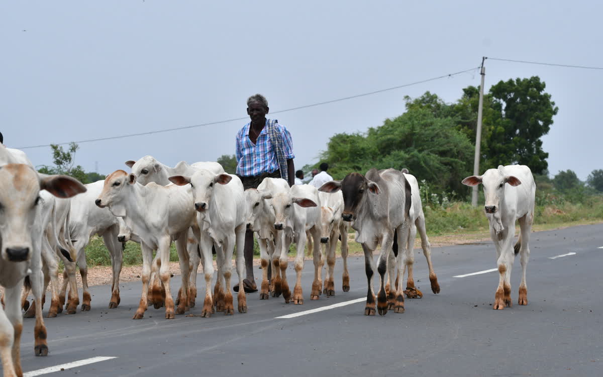A herd of Ongole cattle walking along a highway behind a herdsman