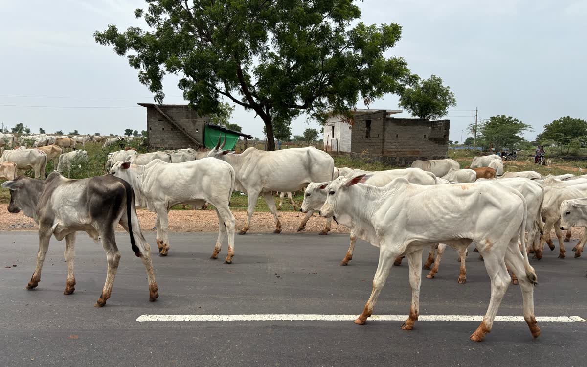 Cattle crossing a two-lane highway in front of a village