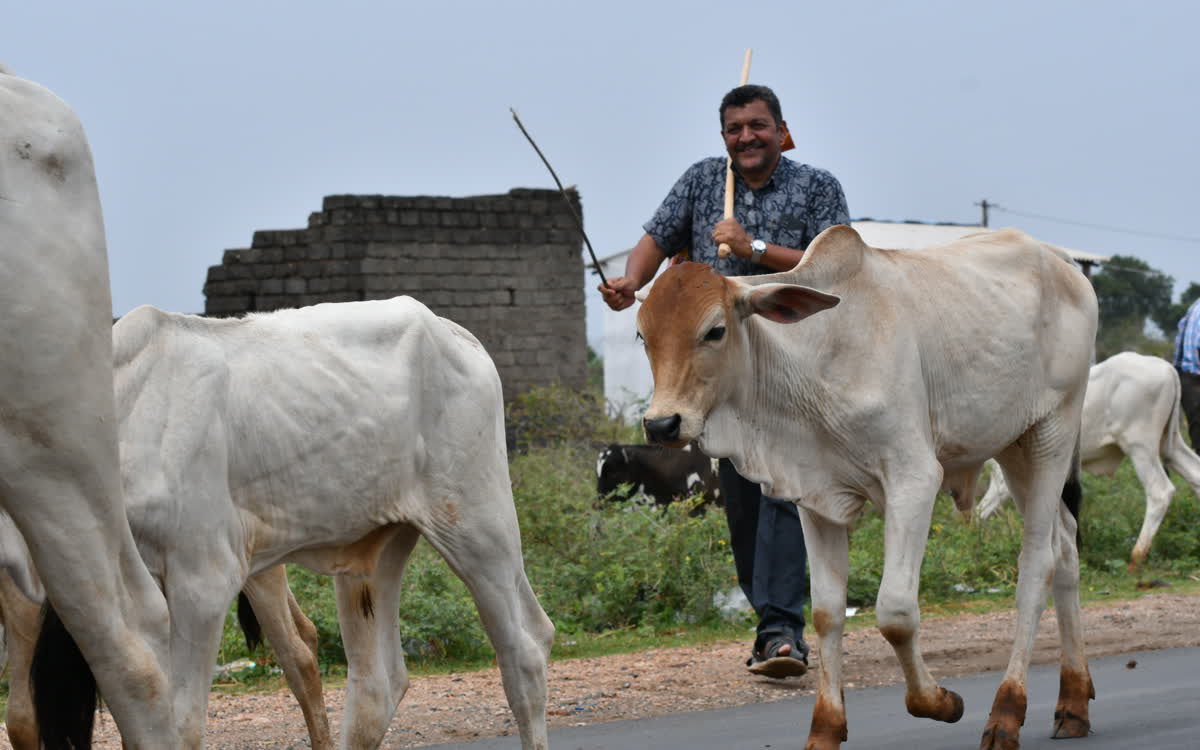 A herdsman with a stick moving a cow along beside a brick wall
