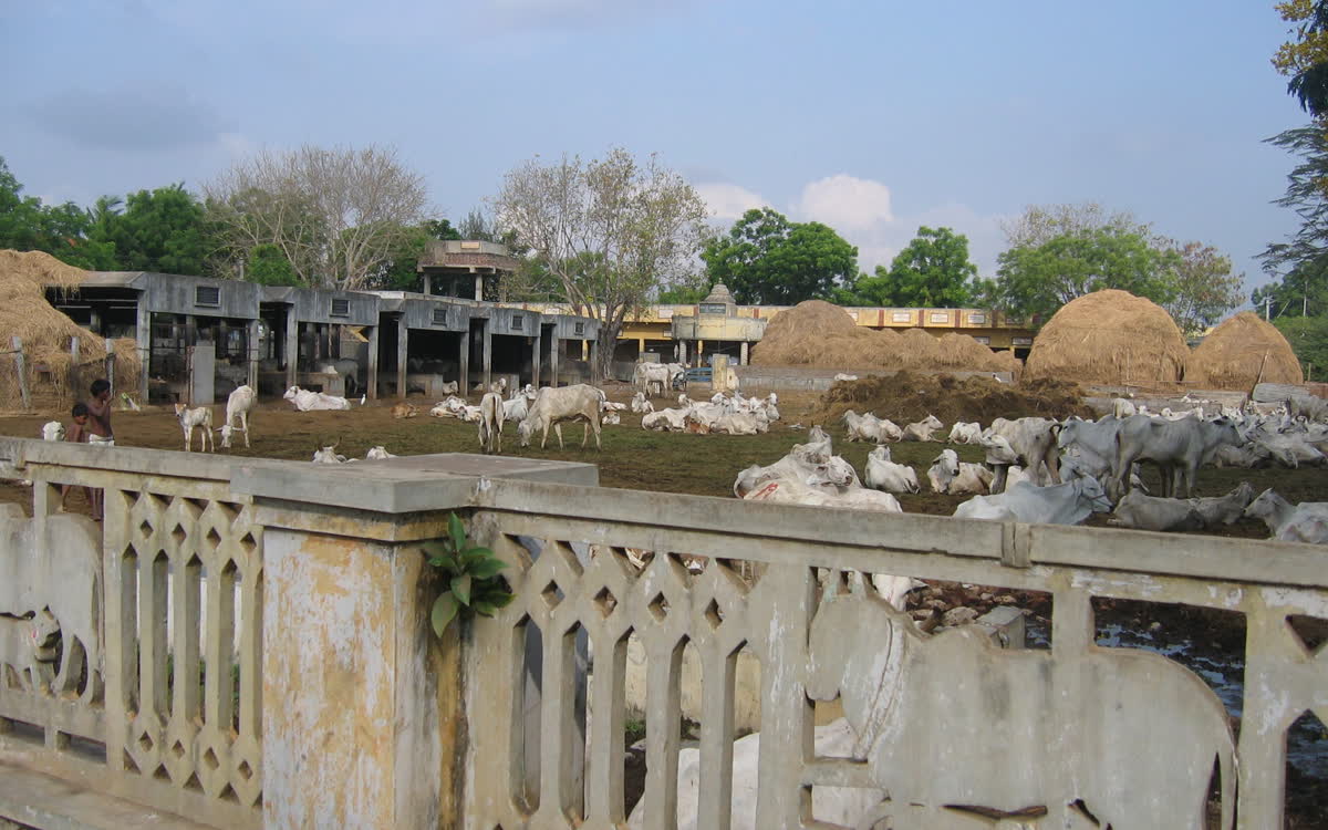 Cows resting in the yard of a gosala, with stacks of dry fodder behind them