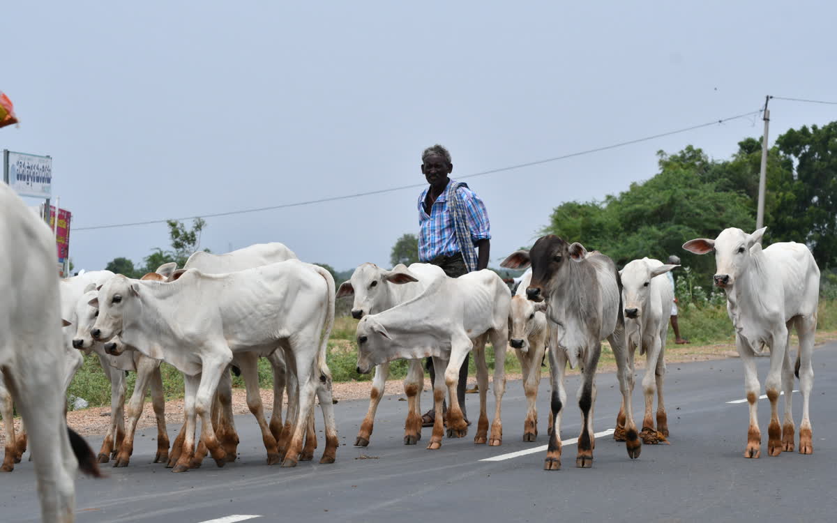 A herdsman walking beside his cattle along a road