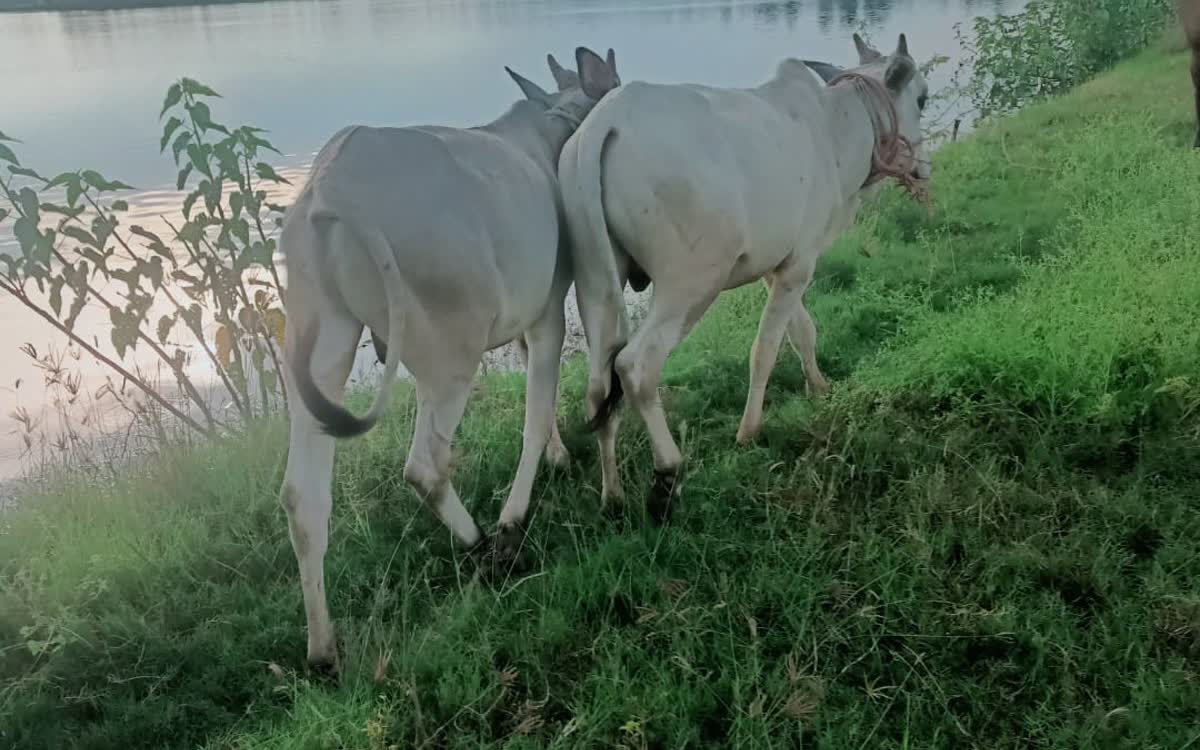 Two Ongole cattle grazing on a green canal bank