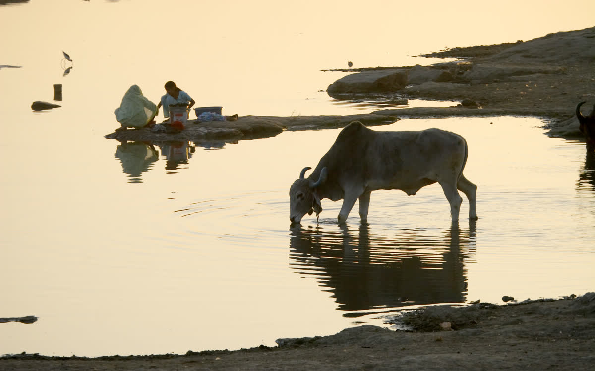 A cow standing in shallow river water at dusk while women wash on the bank